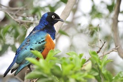 Colourful bird Superb Starling sits on a branch on a bright blue-green background.