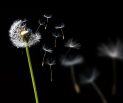 dandelion in the wind on black background
