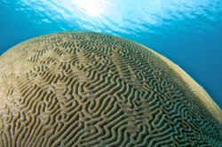 Giant Dome Shaped Brain Coral-Diplora strigosa, picture taken in south east Florida.