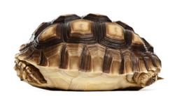 African Spurred Tortoise, Geochelone sulcata, 1 year old, in front of white background