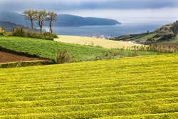 Tea Plantation at Cha Gorreana on Sao Miguel Island, the Azores archipelago in the Atlantic Ocean belonging to Portugal
