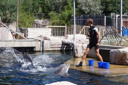 8.7.2017 big dolphin show in the German city of Nuremberg. The zoo where the trainer feeds dolphins, and the dolphins at once show the creeps. Great audience participation.
