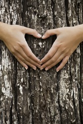 Female hands making an heart shape on a trunk of a tree. Great ecology concept