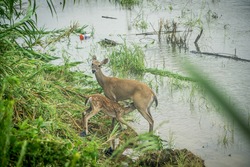 Baby deer and its mother during the flooding in Texas during Hurricane Harvey