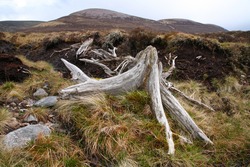 Ancient trees exposed by erosion in a remote area of blanket bog in the Feshie estate of Scotland.
