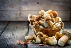 Mushroom Boletus over Wooden Background. Autumn Cep Mushrooms. Ceps Boletus edulis over Wooden Dark Background, close up on wood rustic table. Cooking delicious organic mushroom. Gourmet food