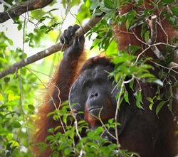 The adult male of the Orangutan. Portrait of the adult male of the orangutan in the wild nature. Island Borneo. Indonesia.