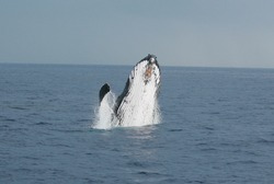 A North Pacific Humpback Whale "Megaptera novaeangliae" breeches or jumps out of the water off the shores of Maui Hawaii