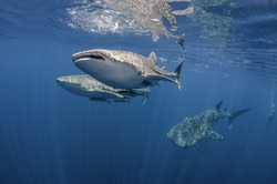 Three whale sharks swimming near the surface, Cenderawasih Bay, West Papua, Indonesia.