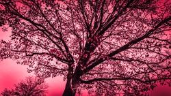Natures photography art-Looking up at tree in fall time. Split tone rose red. Photography art; natures abstract.