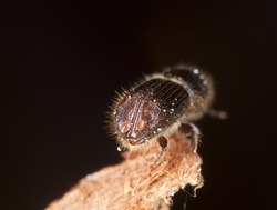 Rear view of Bark borer, this beetle is a major pest on woods, extreme close up with high magnification