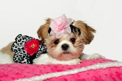 Pretty Baby-A shih tzu puppy dressed in her prettiest clothes, wearing a floral headband, lying on a pink minky pillow.