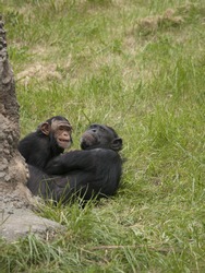 Mother and baby Chimpanzee play together. Mom seems to be saying enough already!