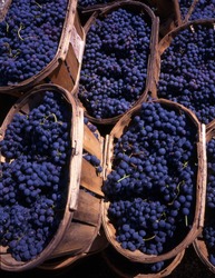 Blue grapes in wedges after the harvest in France