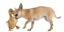 Chihuahua playing with a domestic duckling in front of white background