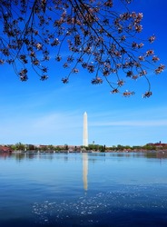 Cherry blossom and Washington monument over lake with ducks, Washington DC.