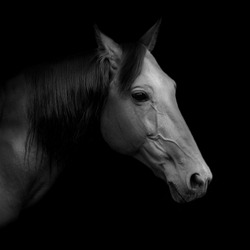 Beautiful Russian trotter named Rur, borned in Pskov stud farm, prize winner of the St. Petersburg International Horse Exhibition "Ipposphere". Black and white portrait.