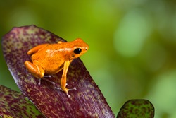 orange poison dart frog sitting on leaf with copy space. Exotic rainforest animal with bright vivid colors. dartfrog in tropical rain forest. strawberry frog. beautiful amphibian of jungle in Panama