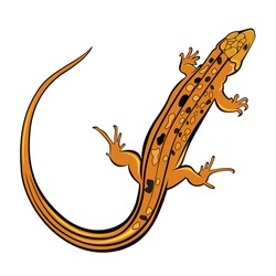 Raster version. Realistic gecko lizard. Illustration on white background for design