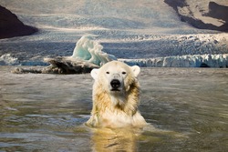 Curious looking polarbear placed back in his natural environment. Glacier on the background.
