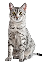 Spotted Egyptian Mau cat sitting and looking straight at camera. Cat is female and has black spots on a silver with white background. Isolated