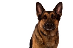 German Shepherd Dog, Guard Dog, sitting closeup in front of white background