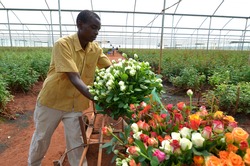 LUSAKA,ZAMBIA - DECEMBER 2: African men in the greenhouses select roses for export to Europe, which provide employment to 800 farmers, on December 2,in Lusaka, Zambia
