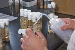 In the test tube with the larvae of Drosophila flies dripping nutrient solution