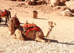Bedouin camel rests near the treasury Al Khazneh carved into the rock at Petra, Jordan