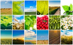 Agricultural set. Agriculture or harvest collage / Harvest concepts. Cereal collage