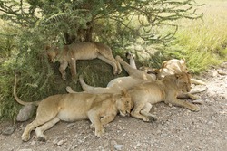 Pride of African Lions (Panthera leo) asleep under a tree in Tanzania's Serengeti National Park