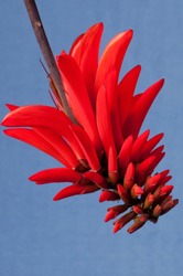 Coral flower (Erythrina) a bright red orange decorative flower with a blue isloated background