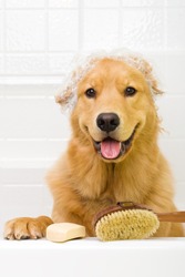 A happy Golden Retriever dog ready to take a bath in the tub. He is wearing a shower cap and has a scrub brush and bar of soap ready to use.