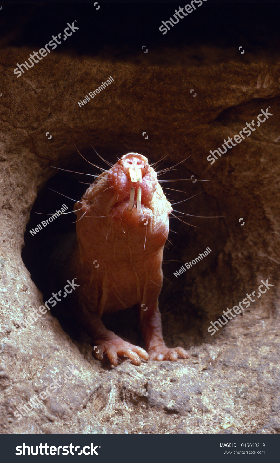 Naked Molerat Guarding Underground Tunnel Heterocephalus Stock Photo