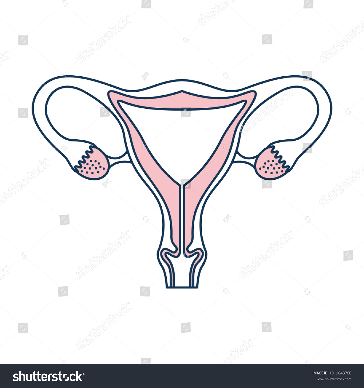 Female Reproductive Organ Icon Stock Vector Royalty Free Shutterstock