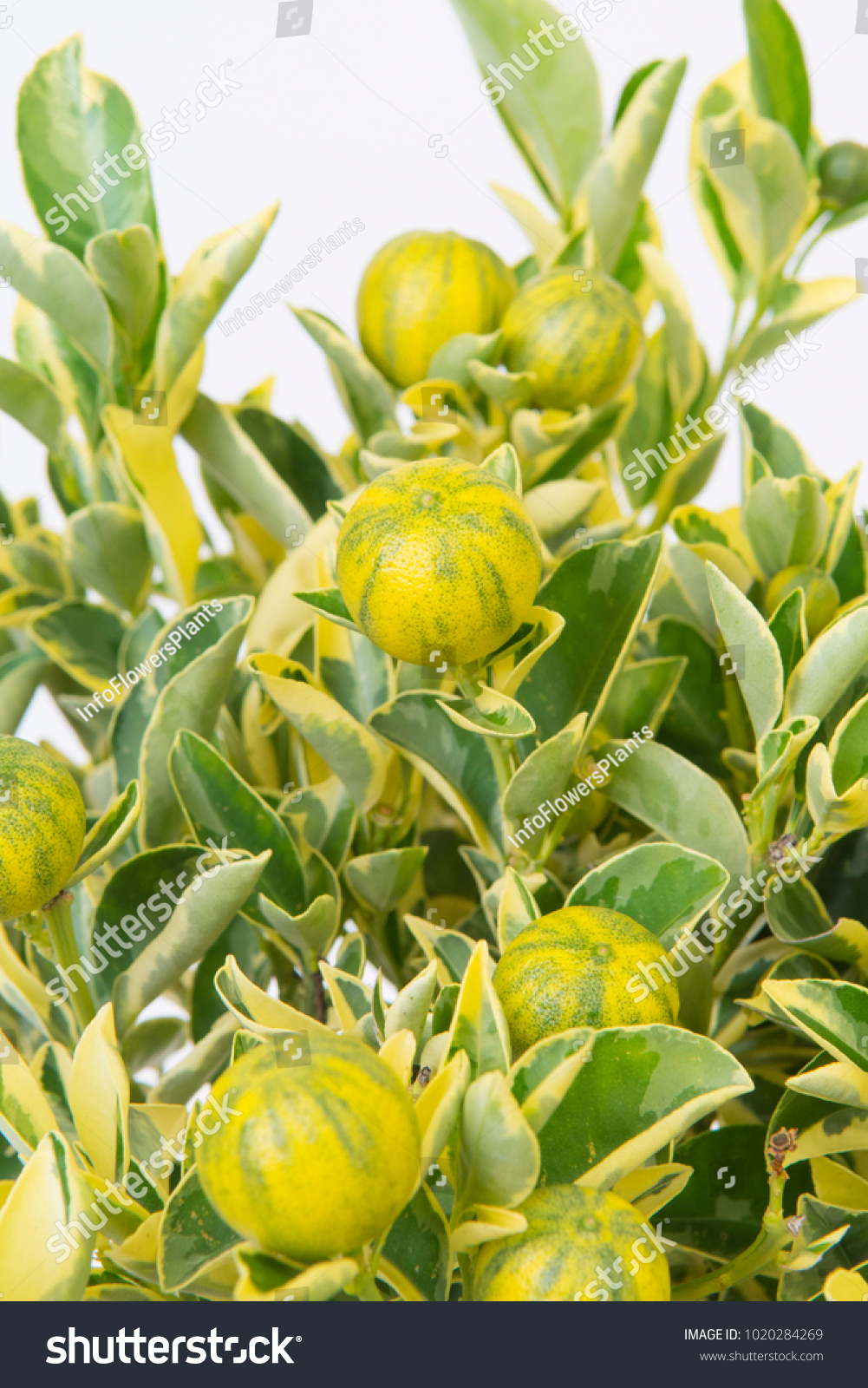 Citrus Mitis Variegata Stock Photo 1020284269 Shutterstock