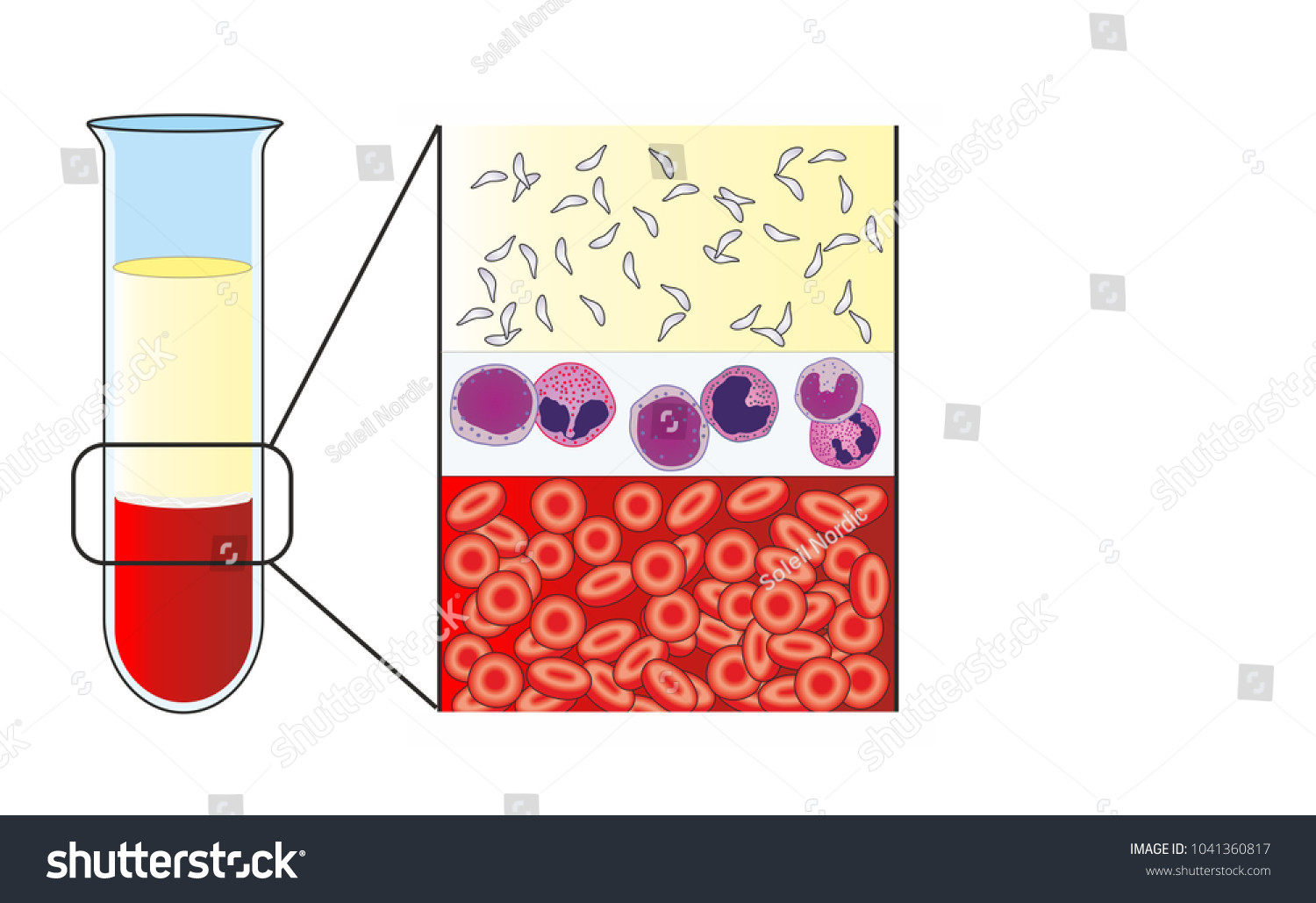 Fractionating Separating Whole Blood By Centrifuging Stock Illustration