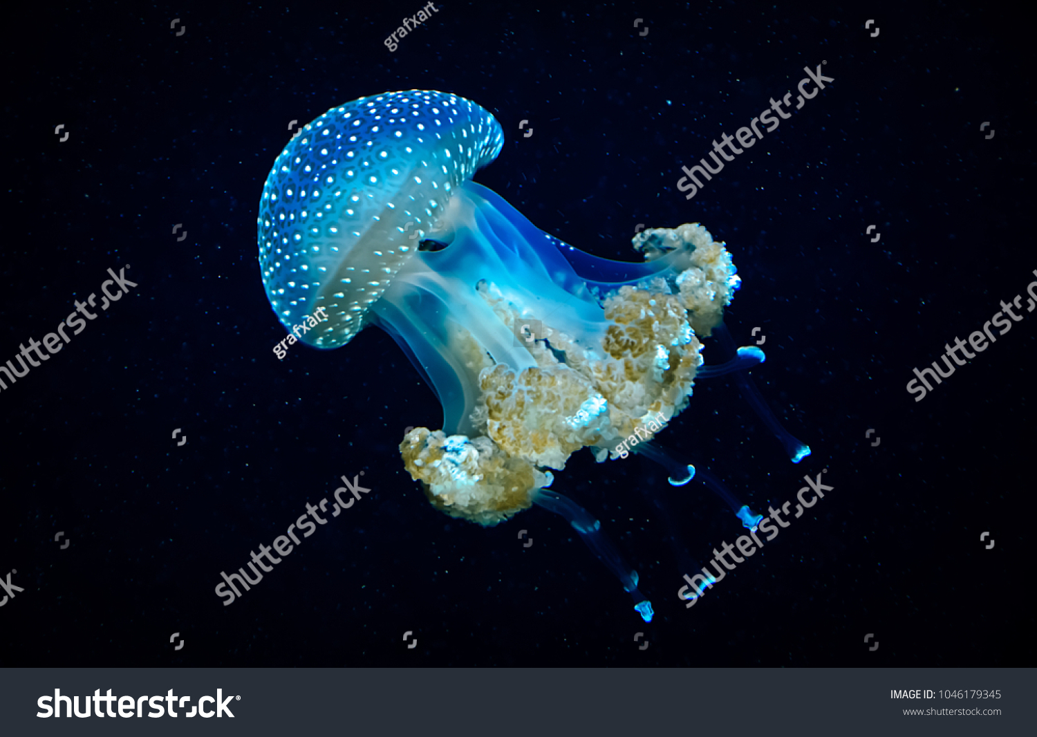 Blue Transparent Jellyfish Floats Through Water Stock Photo 1046179345