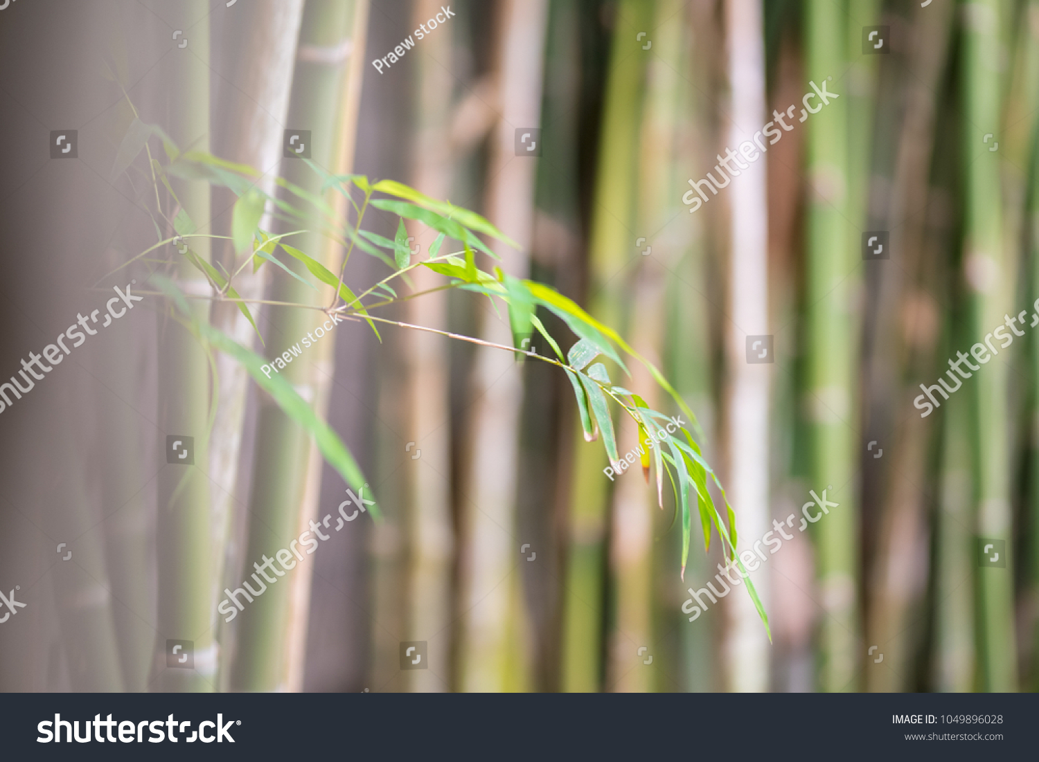 Bamboo Green Forest Background Stock Photo 1049896028 Shutterstock