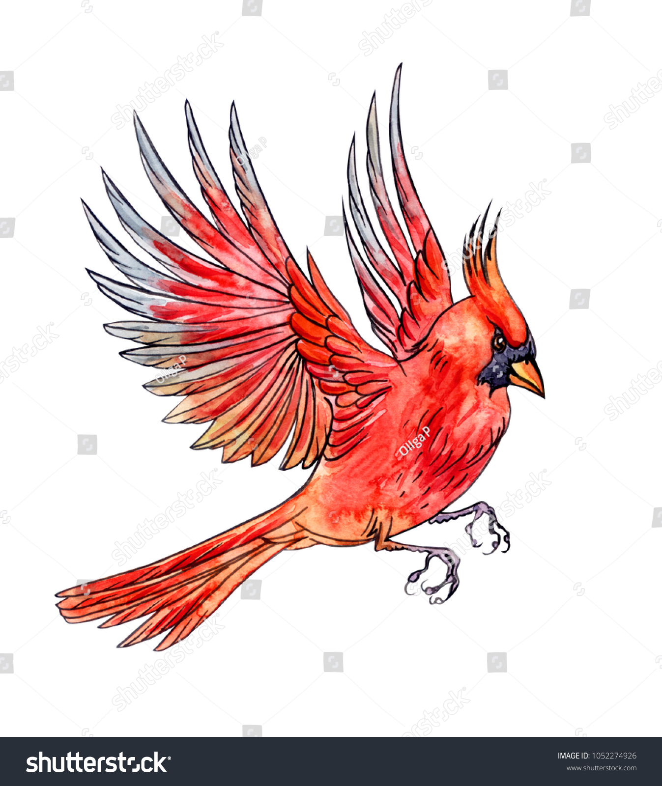 Flying Bird Cardinal Hand Drawing Sketch Stock Illustration