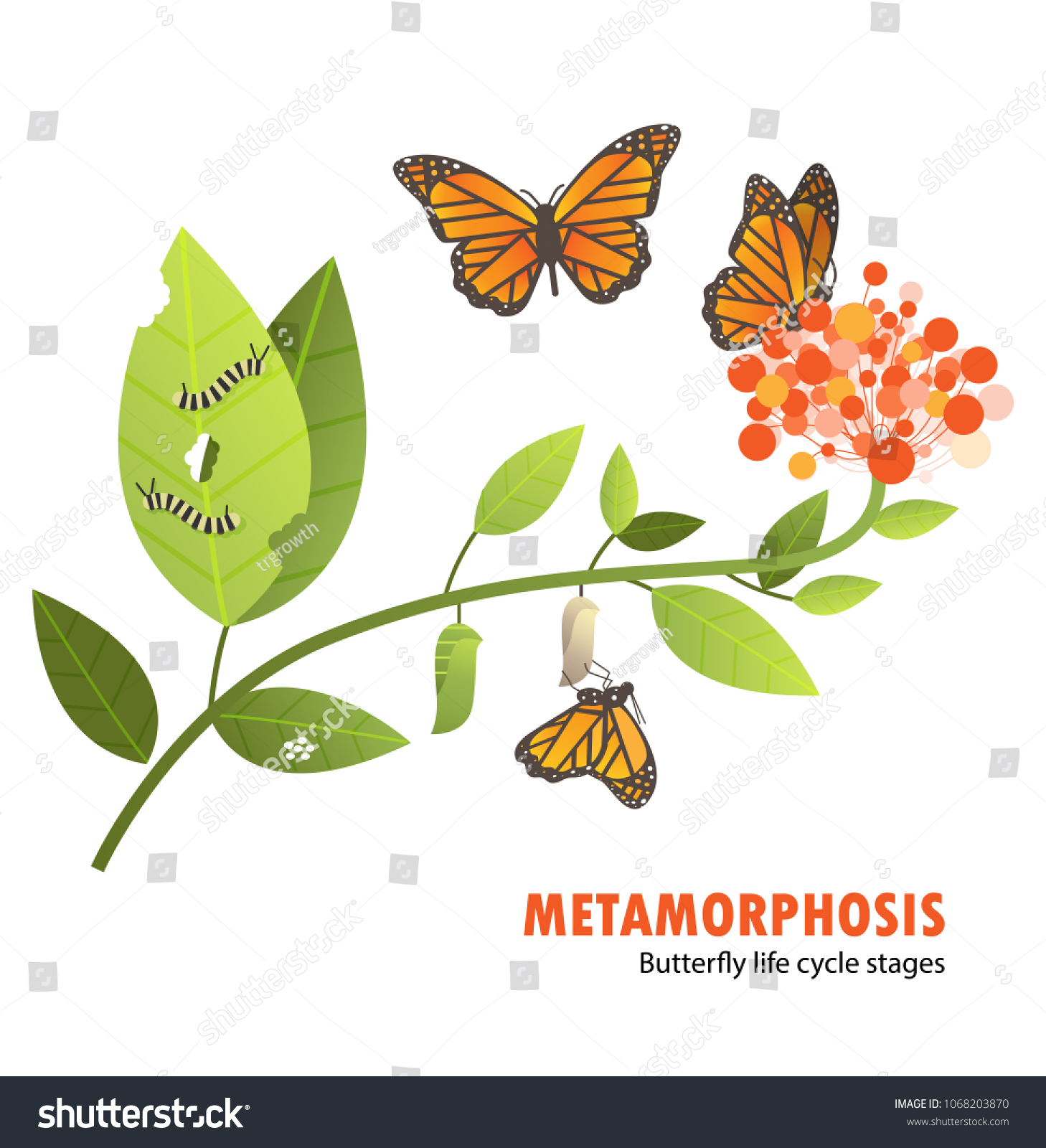 Butterfly Life Cycle Metamorphosis Stock Vector Royalty Free