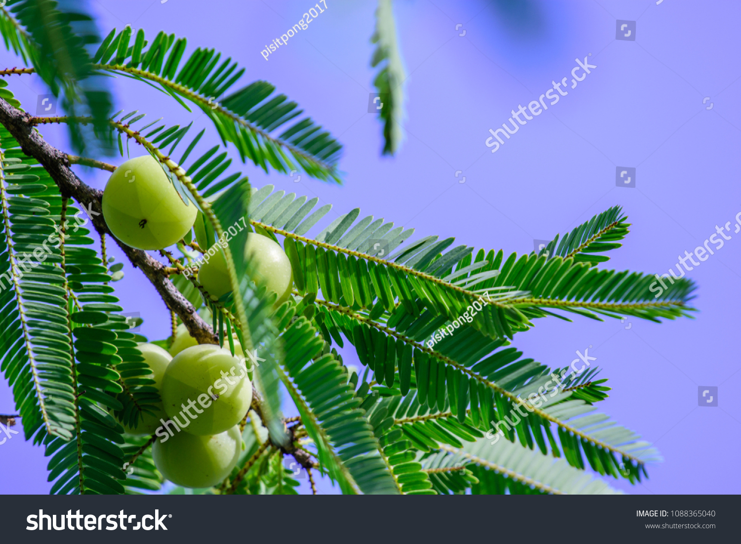 Phyllanthus Emblica Emblic Myrablan Malacca Tree Stock Photo