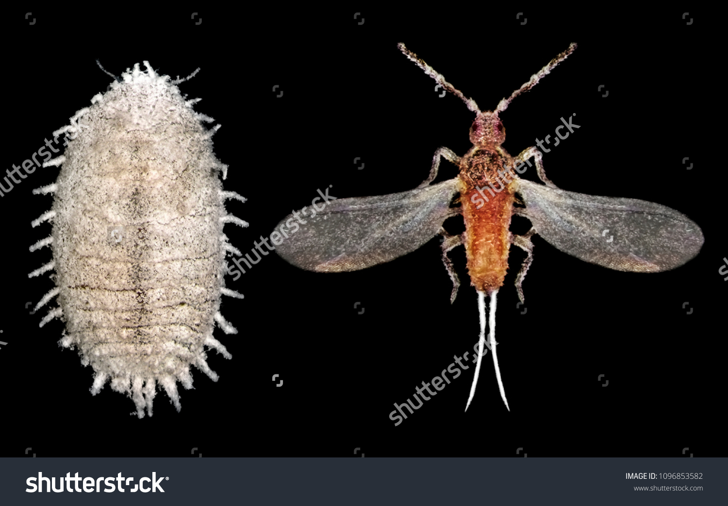 Scale Insect Citrus Mealybug Planococcus Citri Foto De Stock 1096853582