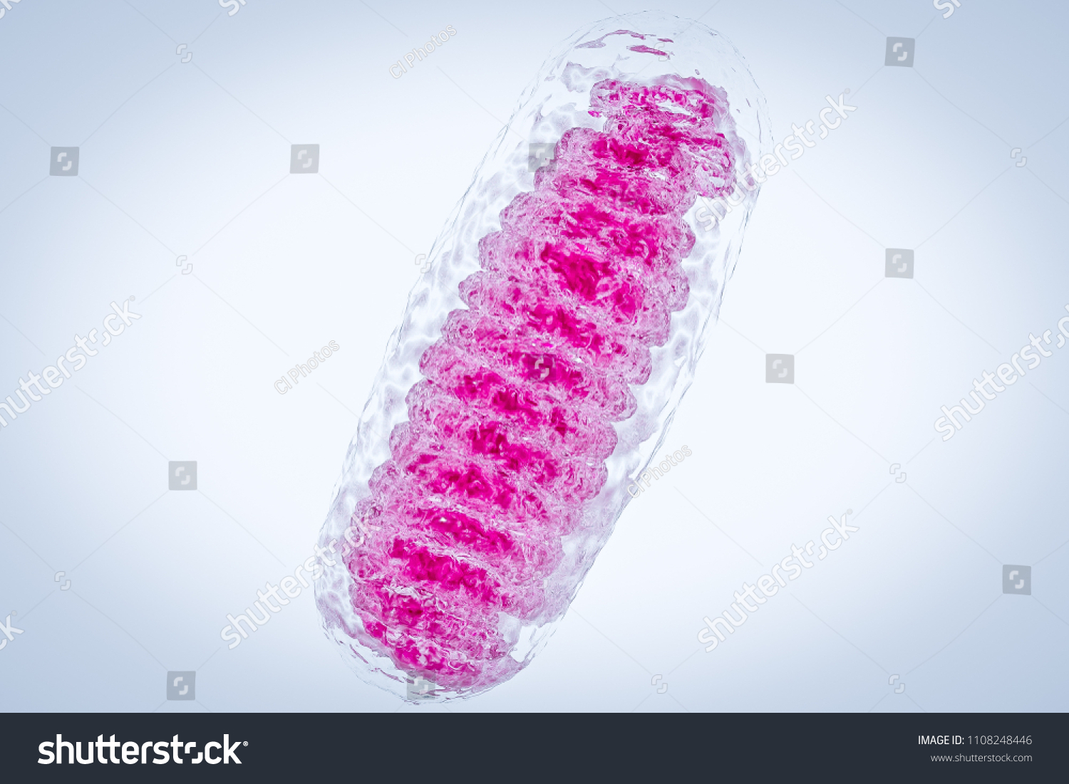 Mitochondria Membraneenclosed Cellular Organelles Which Produce Stock