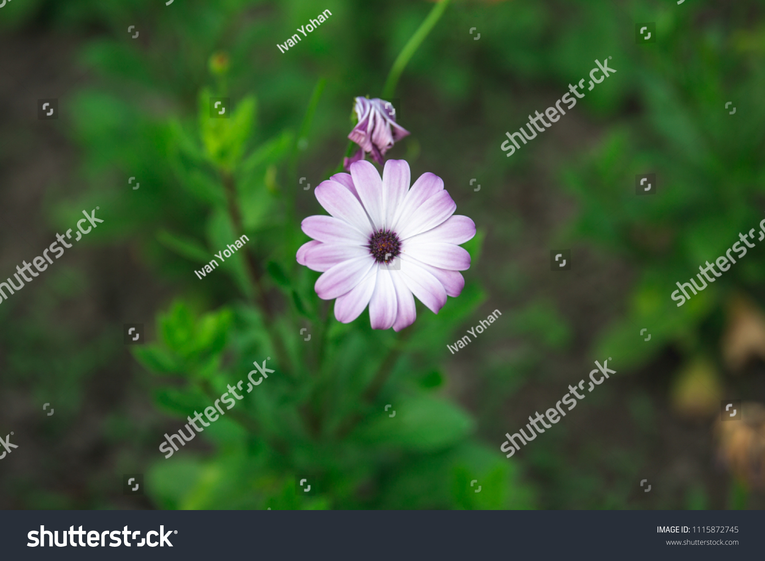 Isolated White Purple Daisy Flower Stock Photo 1115872745 Shutterstock