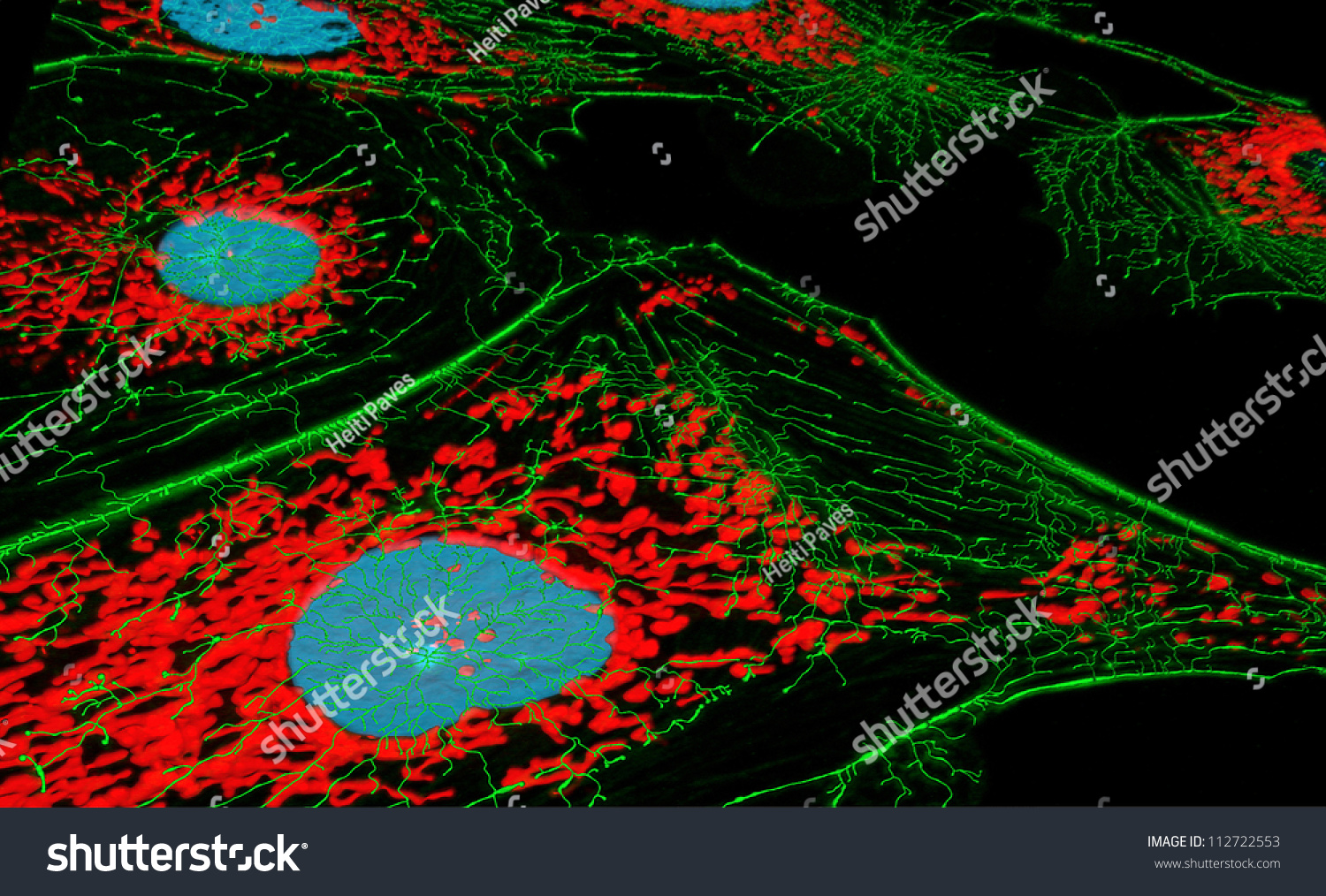 Fibroblast Cells Fluorescence Microscopy Nuclei Mitichondria Stock