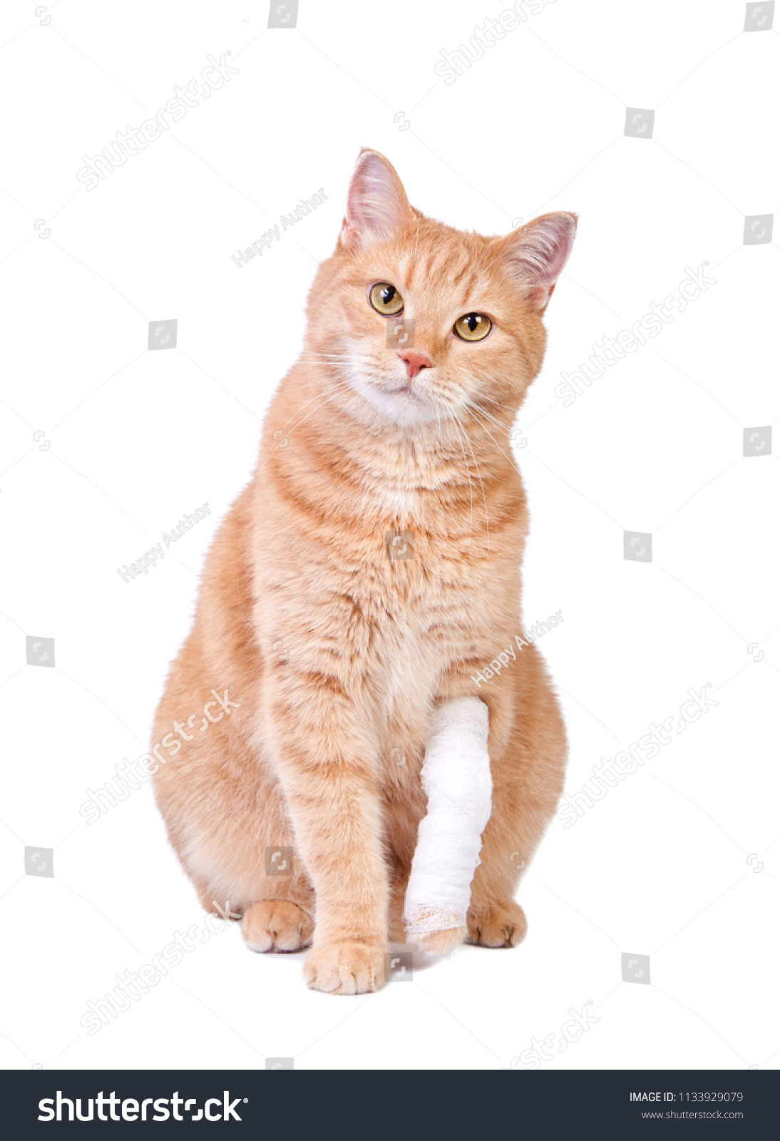 Cute Ginger Cat Bandaged Paw Veterinary Stock Photo