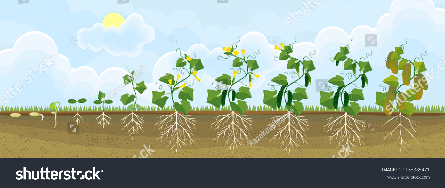 Life Cycle Cucumber Plant Stages Growth Stock Vector Royalty Free