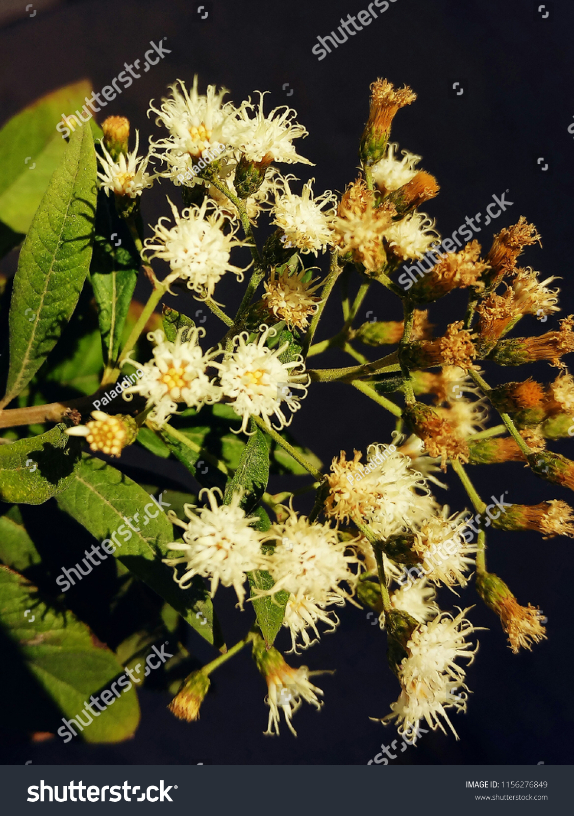 Assa Peixe Planta Flor Stock Photo 1156276849 Shutterstock