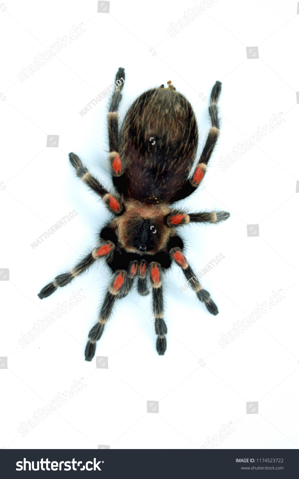 Mexican Flame Knee Tarantula Brachypelma Auratum Stock Photo